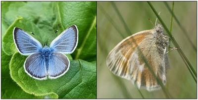 Can cattle grazing contribute to butterfly habitat? Using butterfly behavior as an index of habitat quality in an agroecosystem